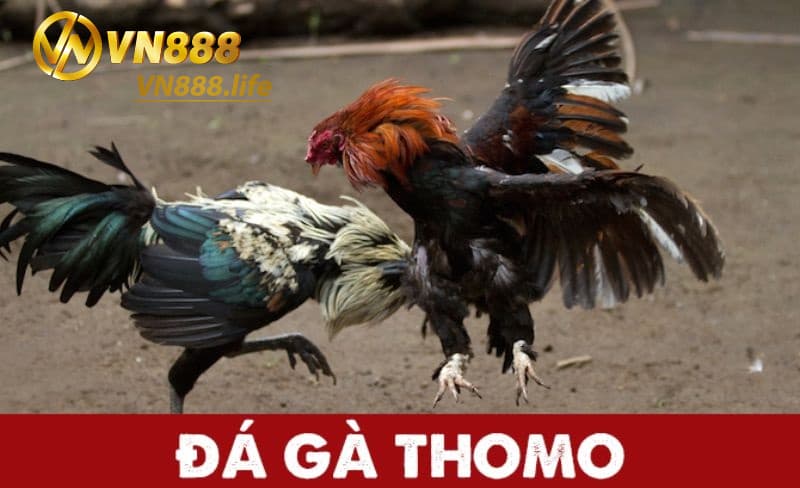  Đá gà Thomo